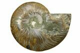 Cut & Polished Ammonite Fossil (Half) - Madagascar #379248-1